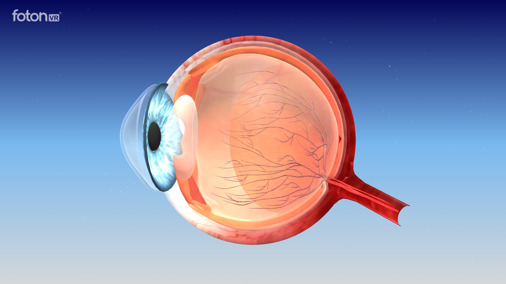 Human eye anatomy model in VR